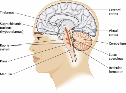 brainstem