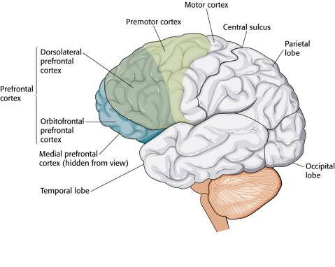 cortex
