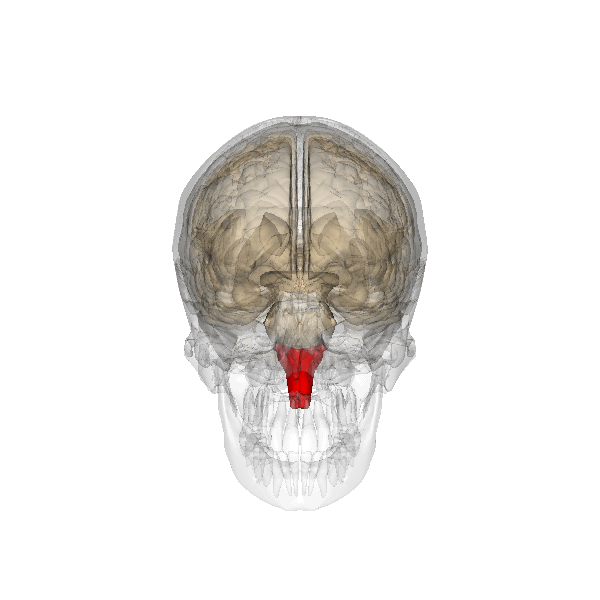 medulla