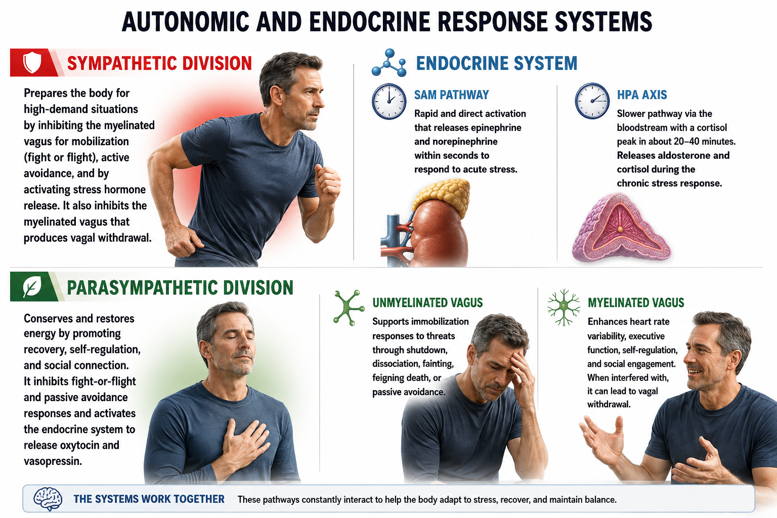 Autonomic and endocrine response systems