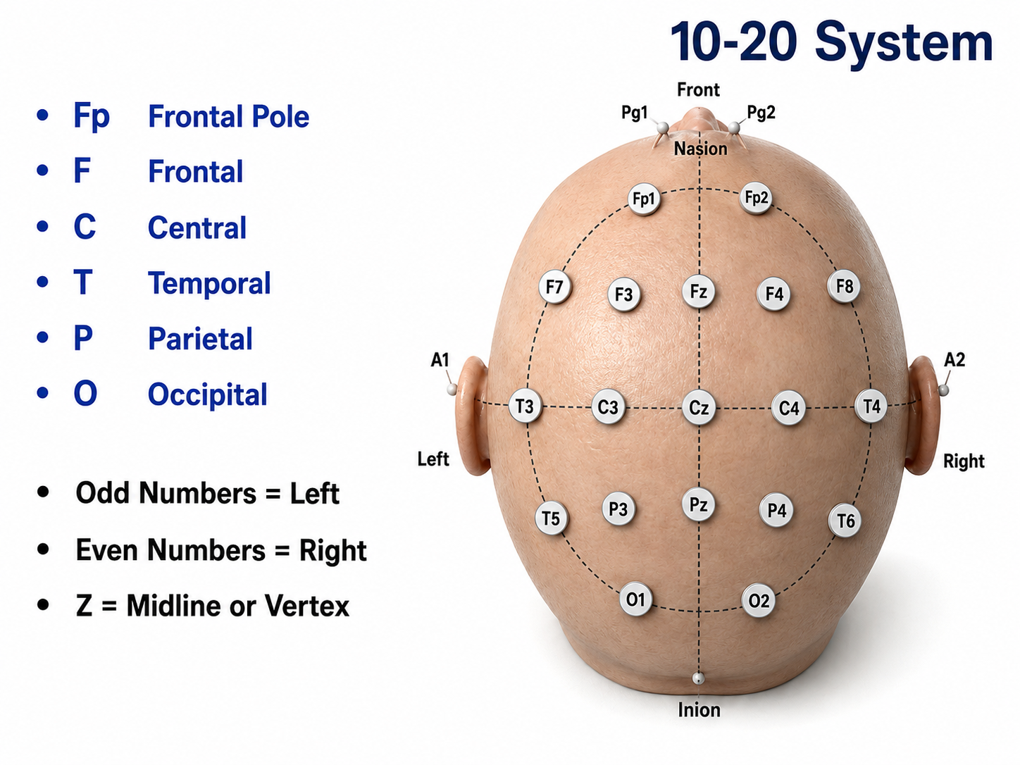 Diagram of the 10-20 international electrode placement system showing standard scalp electrode positions