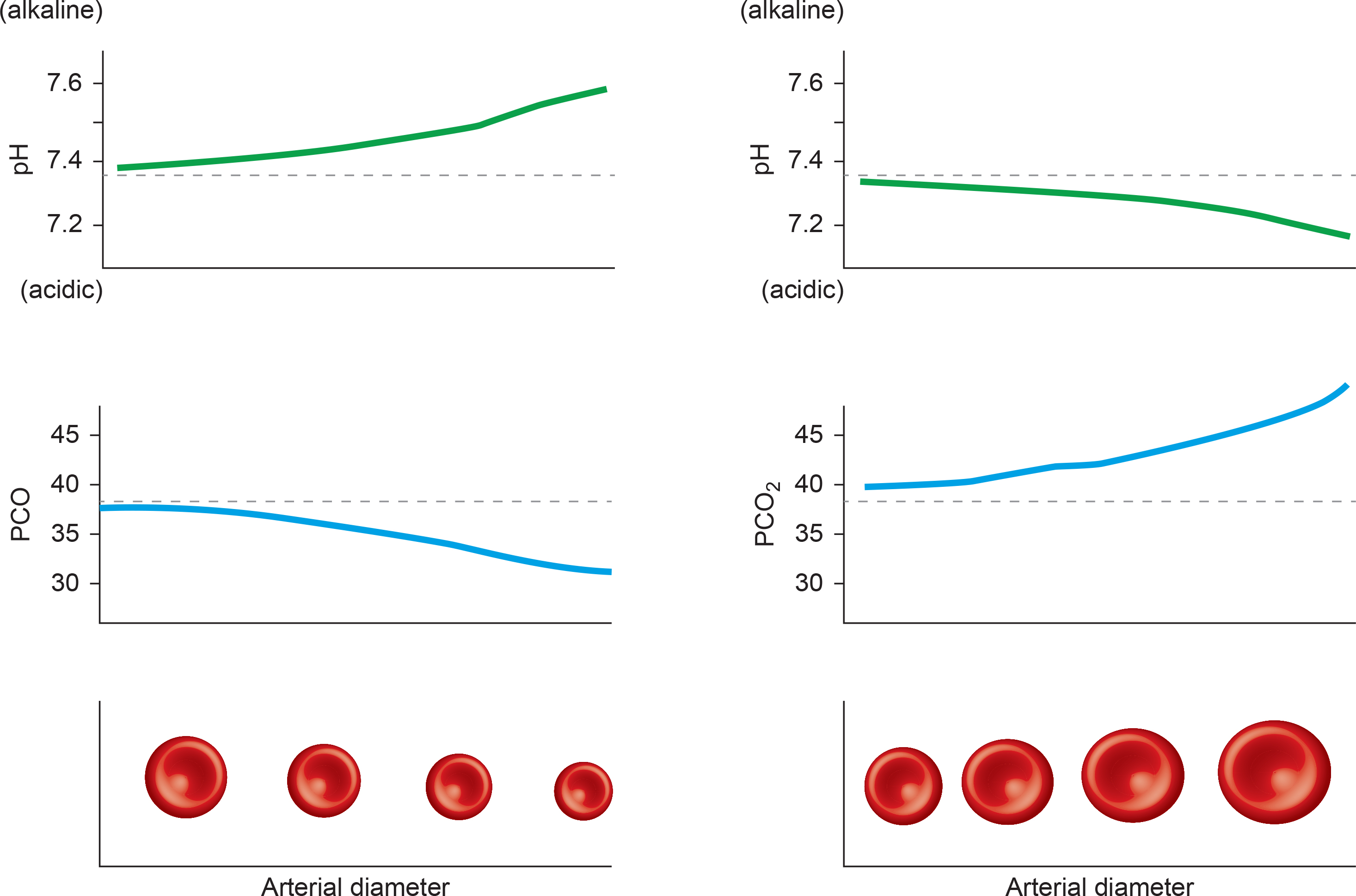Graph showing nitric oxide release rising as blood carbon dioxide increases and pH falls