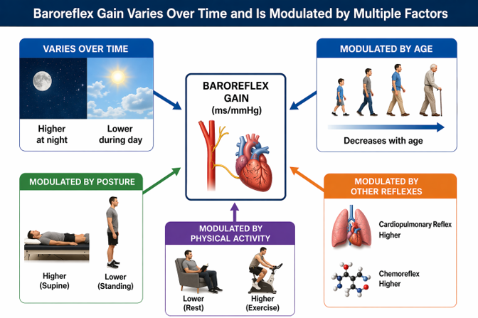 Baroreflex gain across physiological states