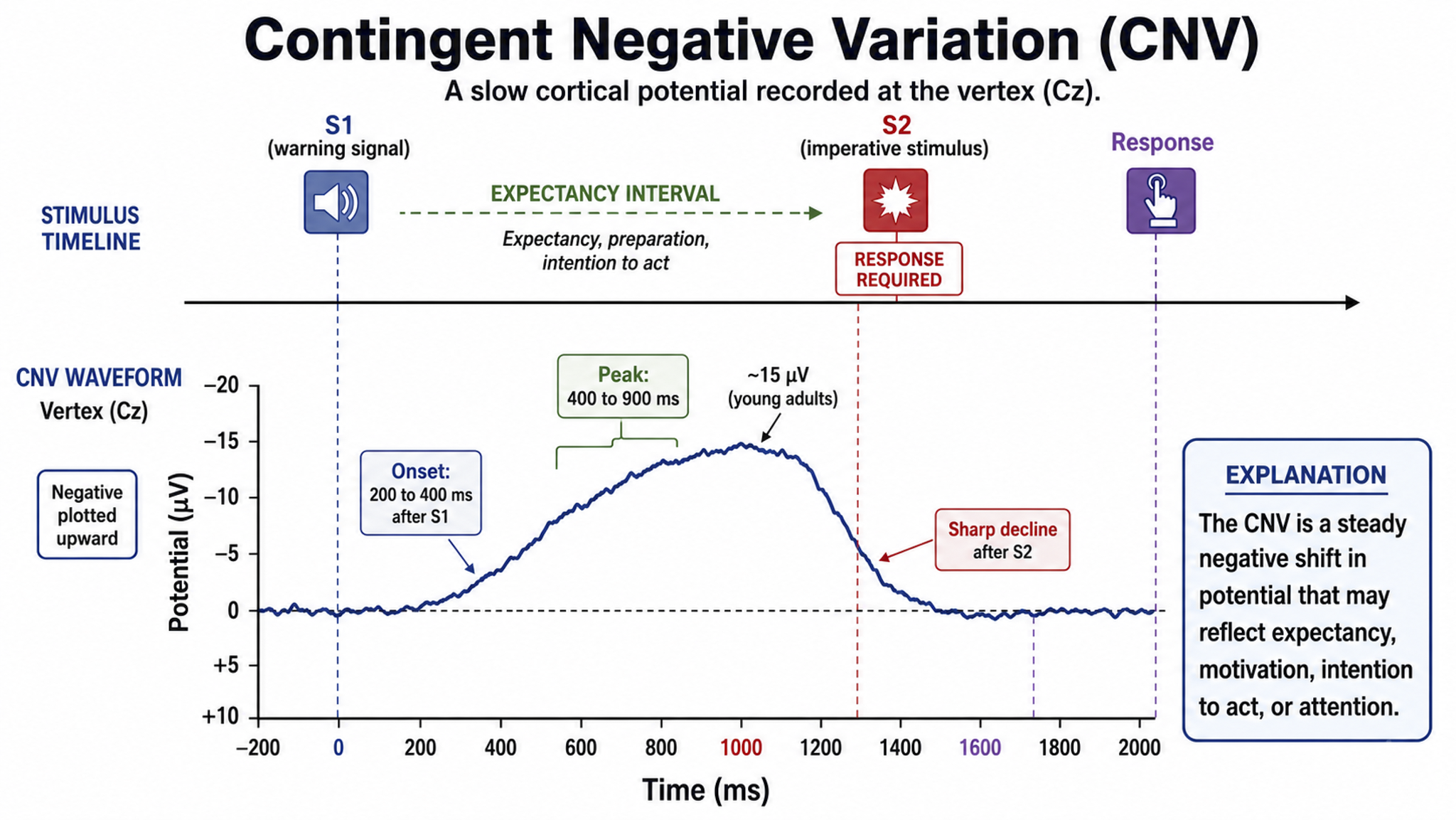 Plot of the contingent negative variation recorded at Cz, showing onset 200 to 400 ms after S1, a peak near 15 microvolts, and a sharp decline after S2.