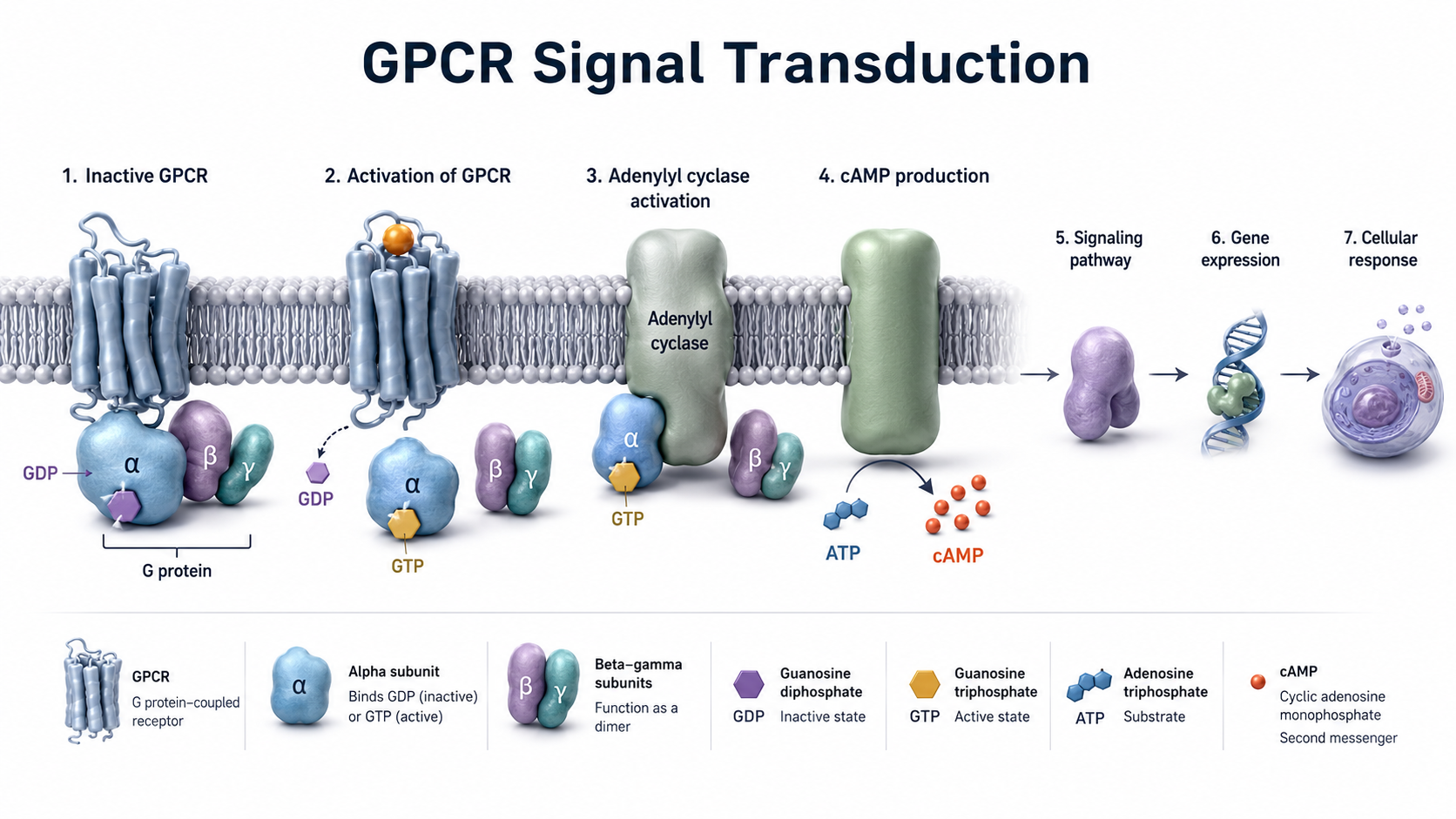 G-protein-coupled receptor illustration