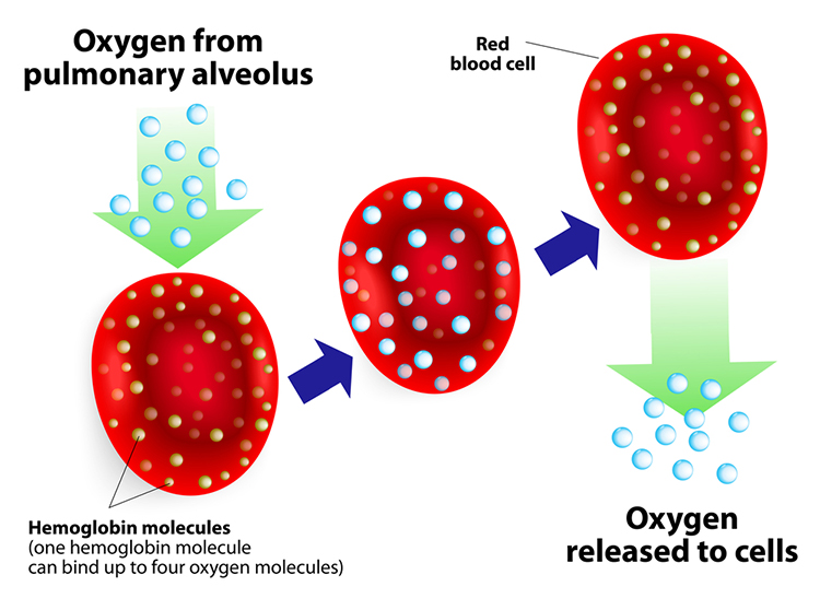 Diagram of the Bohr effect showing how carbon dioxide and pH influence hemoglobin's release of oxygen