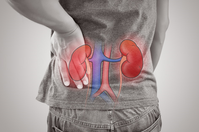 Stock photograph of a person holding the lower back with the kidneys highlighted