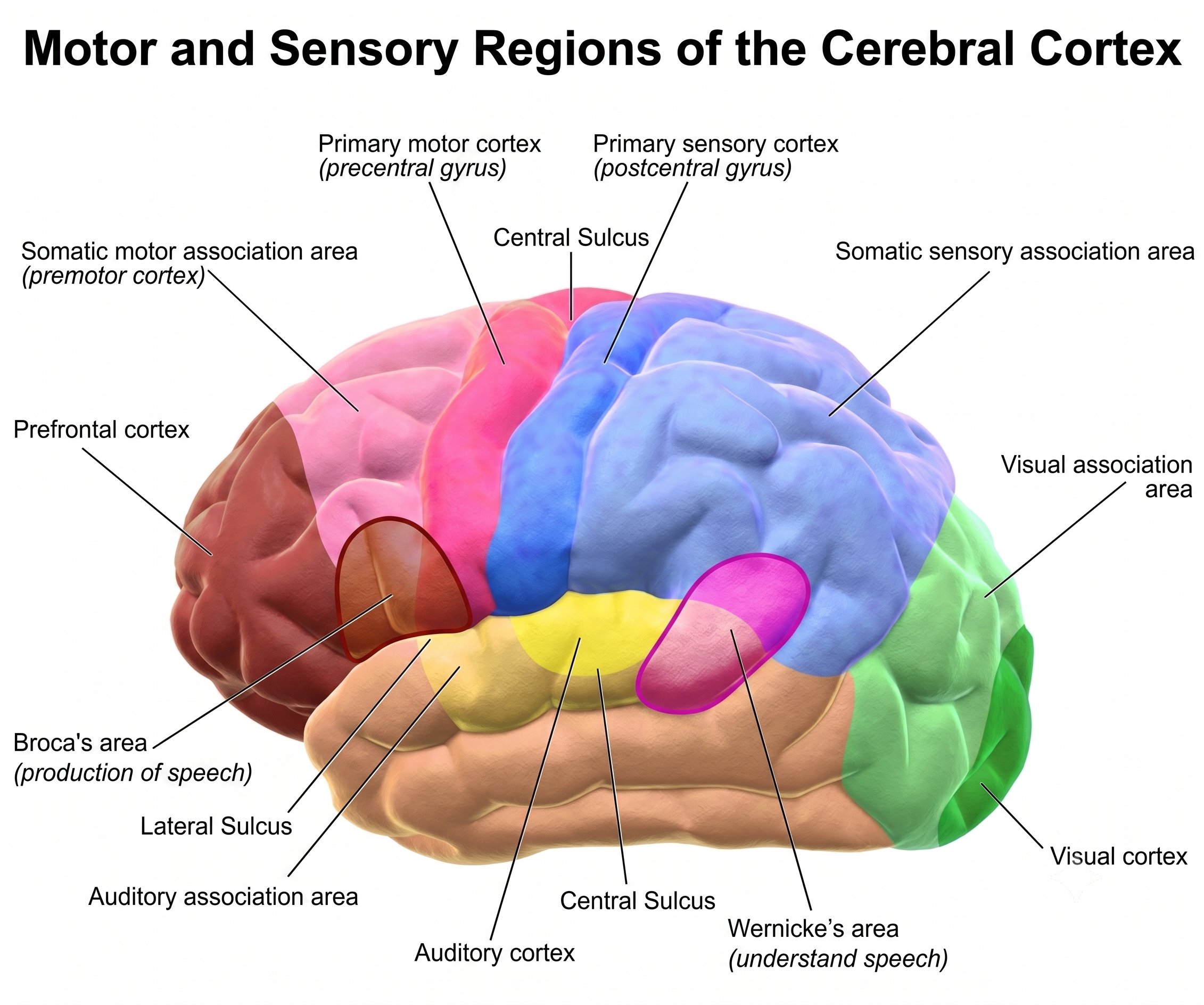 Brain diagram showing motor and sensory cortex regions with labeled functional areas