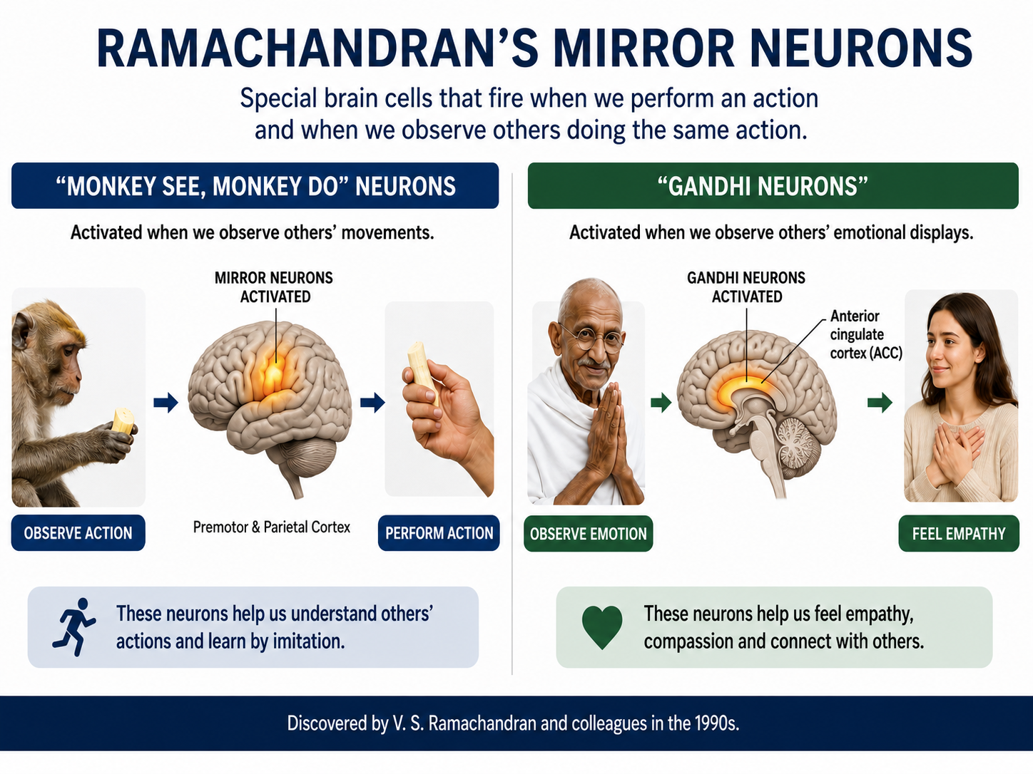 Illustration of Ramachandran's labels for mirror neurons responding to observed movement and to observed emotion.