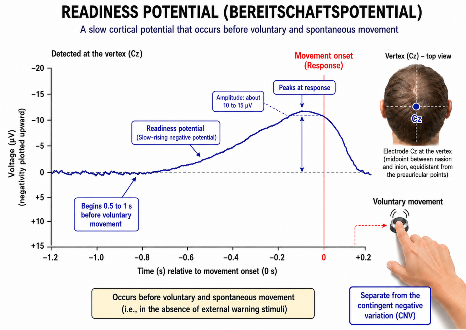 Plot of the readiness potential at Cz, a slow negative rise of 10 to 15 microvolts peaking at movement onset.