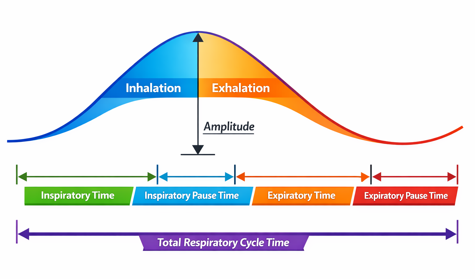 Diagram of the respiratory cycle showing inspiratory phase, inspiratory pause, expiratory phase, and expiratory pause