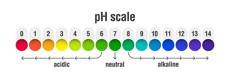 Diagram of kidney function excreting bicarbonates to buffer blood pH