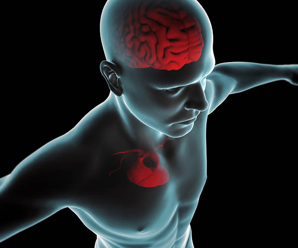 Brain and neural connections