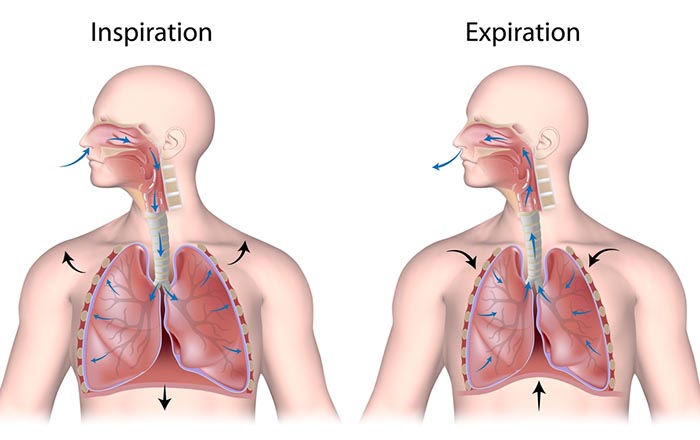 Anatomical illustration of the abdominal muscles that produce forceful exhalation