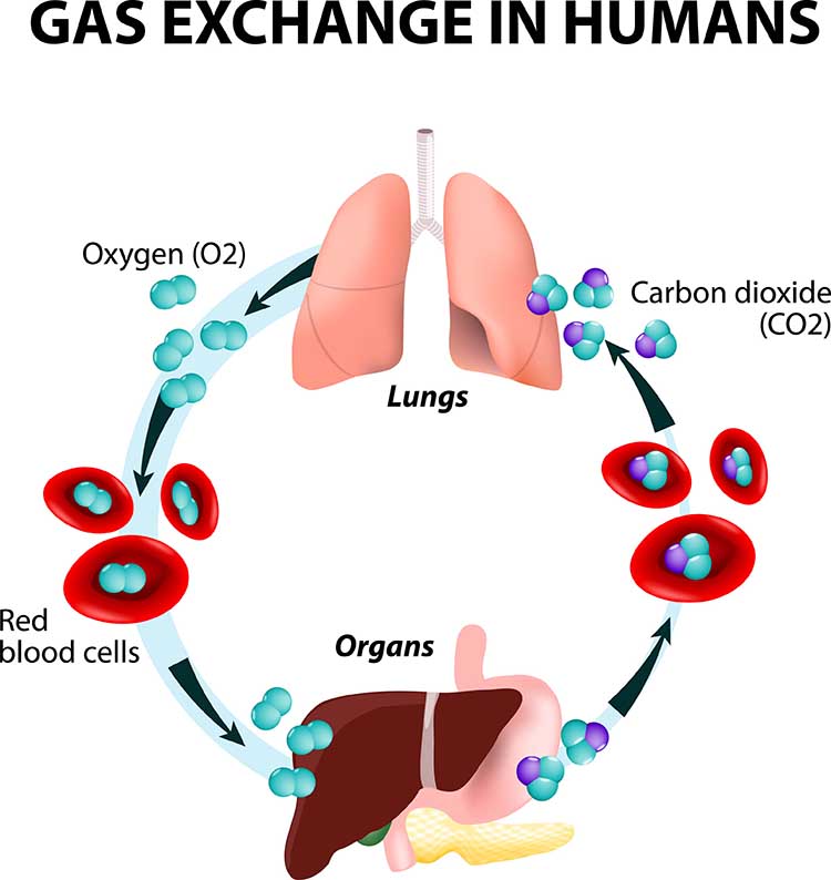 Diagram of the respiratory membrane formed by alveolar and capillary walls where gas exchange occurs