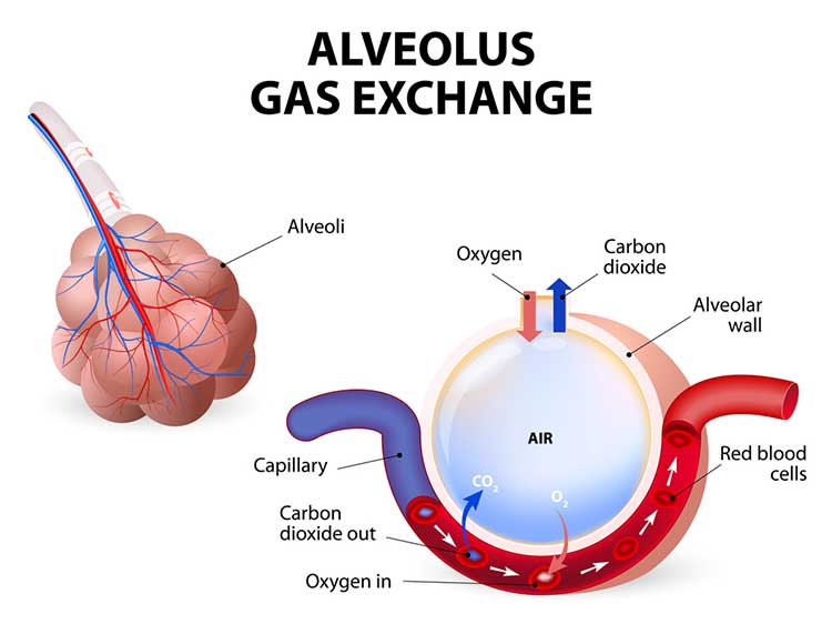Illustration of clustered pulmonary alveoli attached to a bronchiole