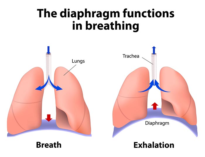 Anatomical illustration of the primary and accessory muscles of respiration