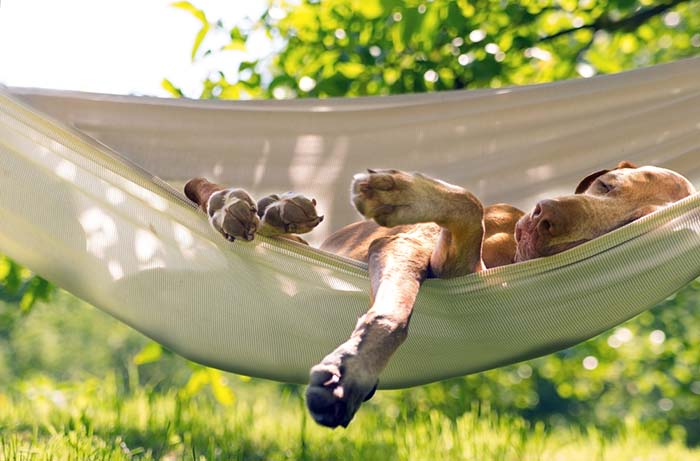 Relaxed pet illustrating natural relaxation behavior