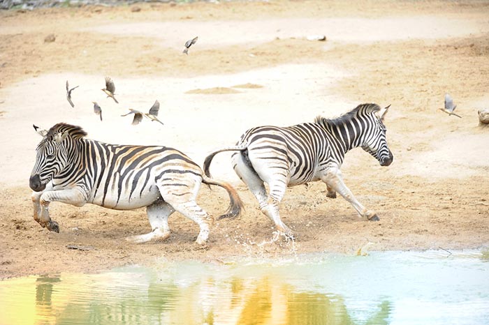 A startled zebra reacting to a threat