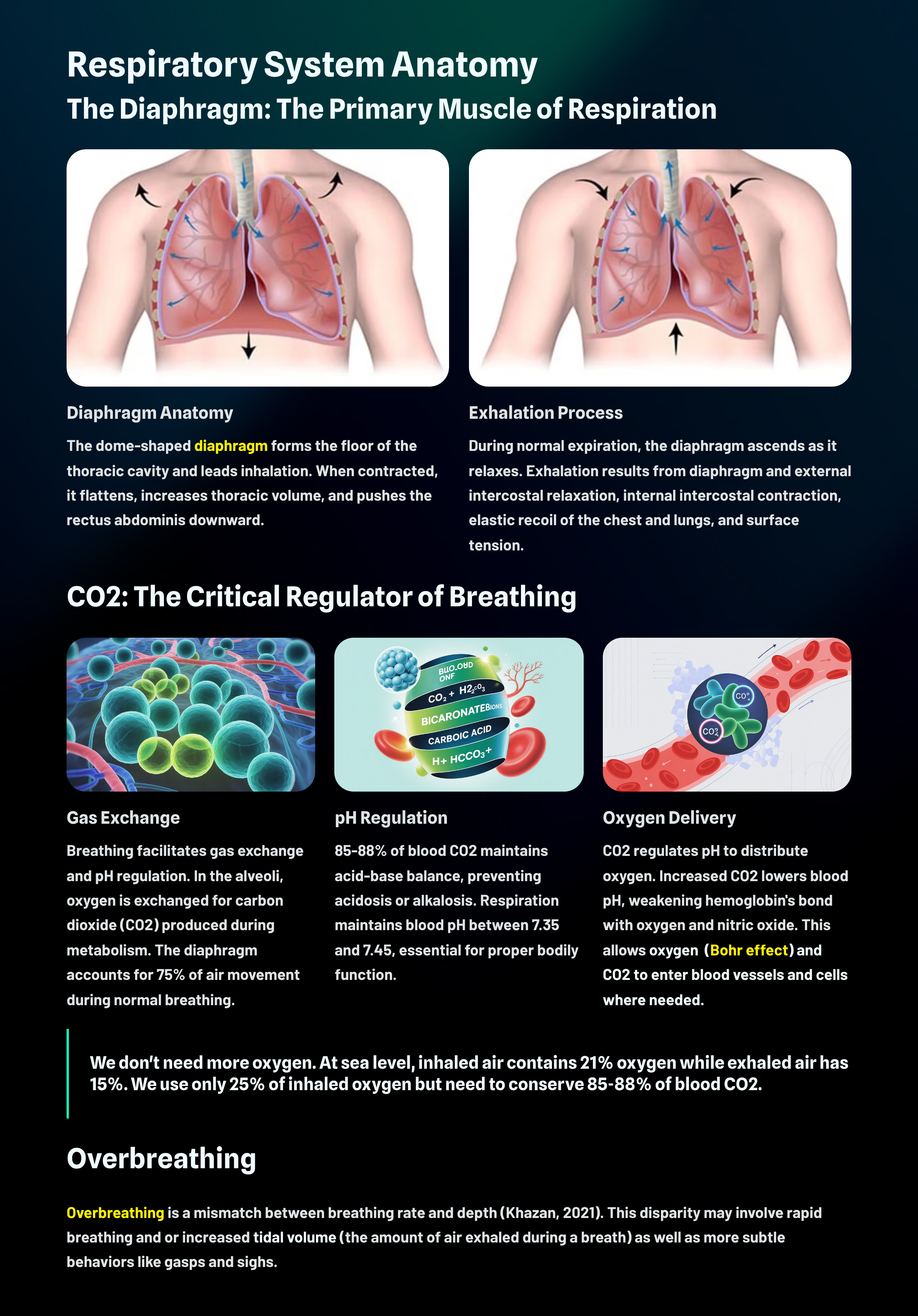 Comprehensive anatomical diagram of the respiratory system from the nasal cavity to the alveoli