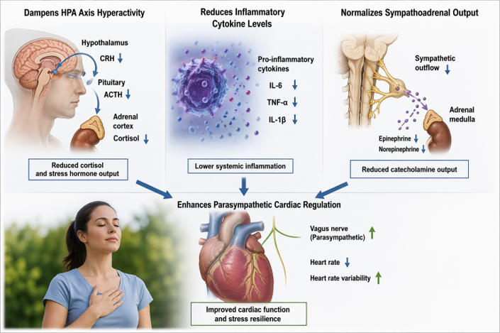 Dampening HPA axis activity