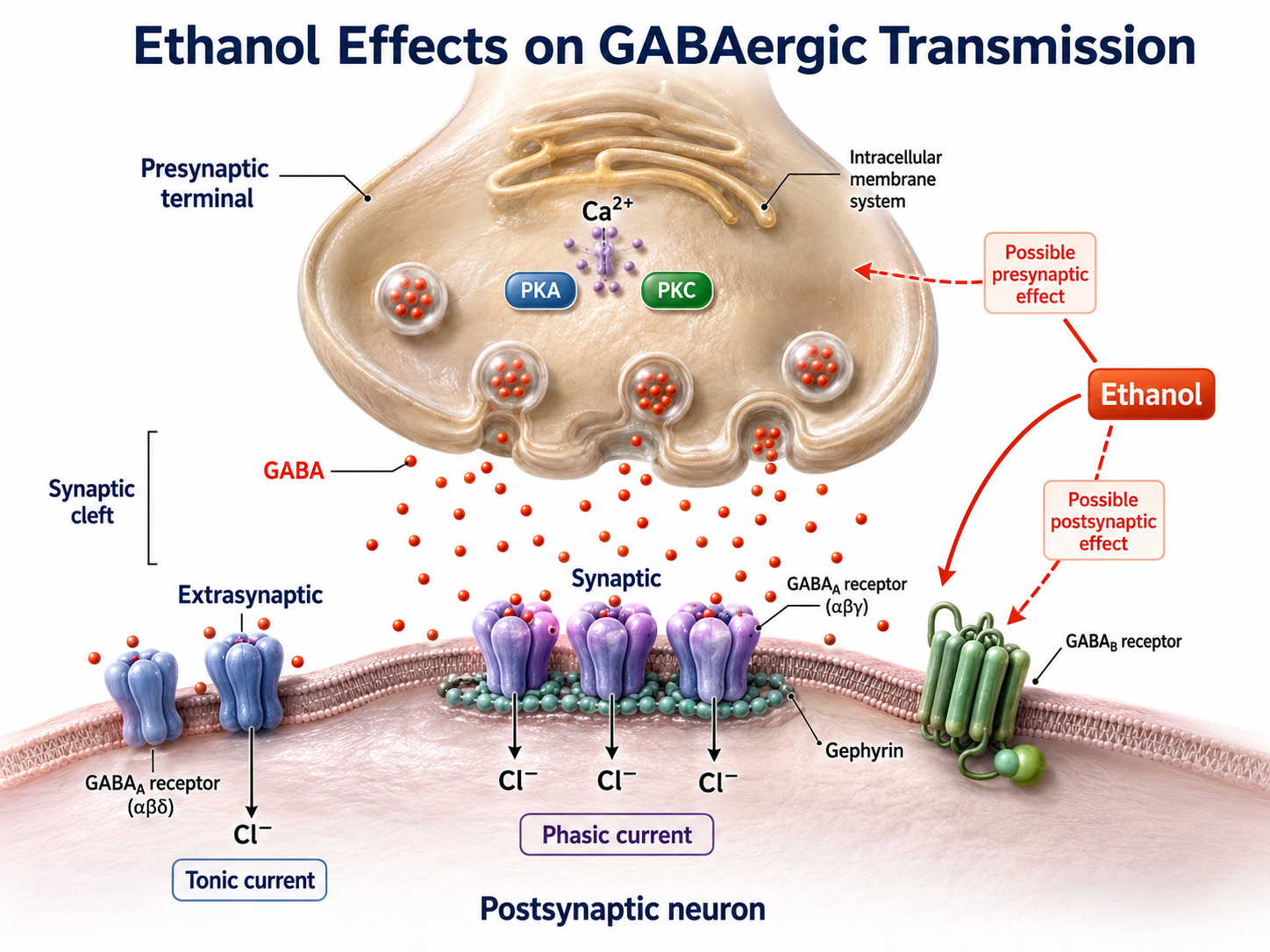Ethanol binding to GABA-A receptor