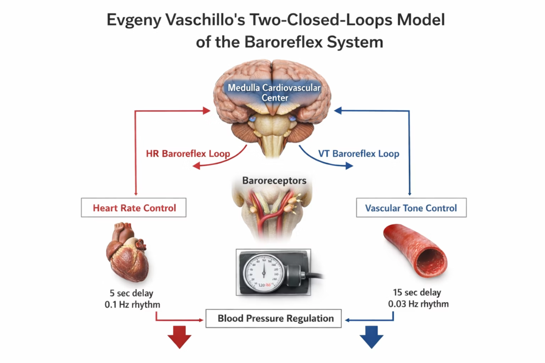 Baroreceptor reflex and vascular tone rhythm feedback loops