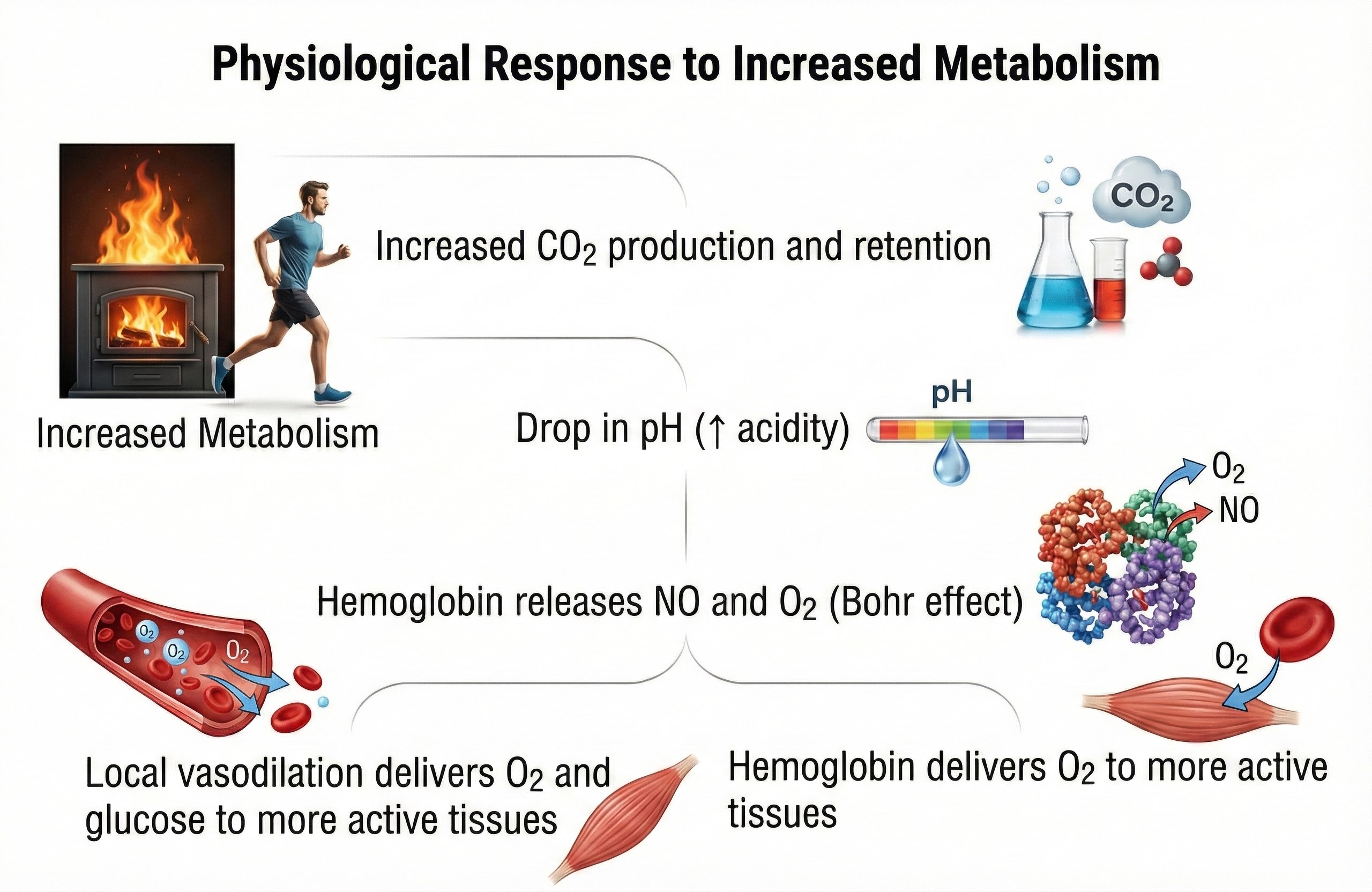 Flowchart of the healthy breathing cascade showing how increased metabolism raises CO2 and improves oxygen delivery