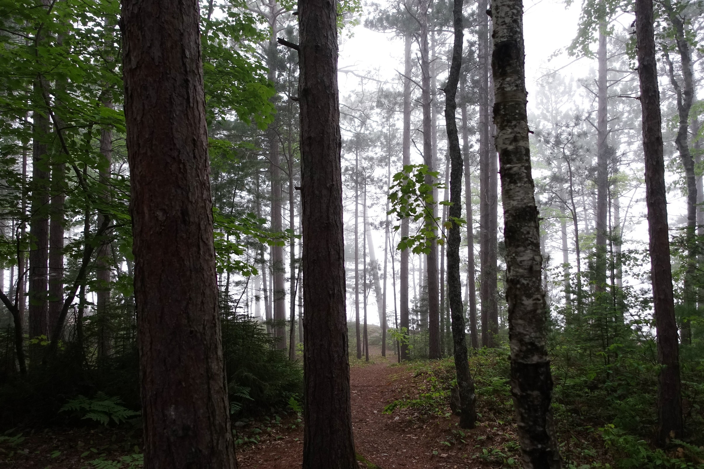 Forest setting in Michigan