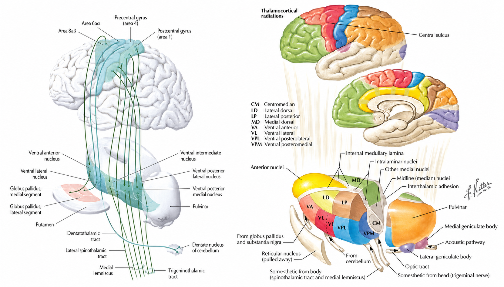 Anatomical illustration of the thalamus and the thalamic-cortical relay pathways projecting to the cortex