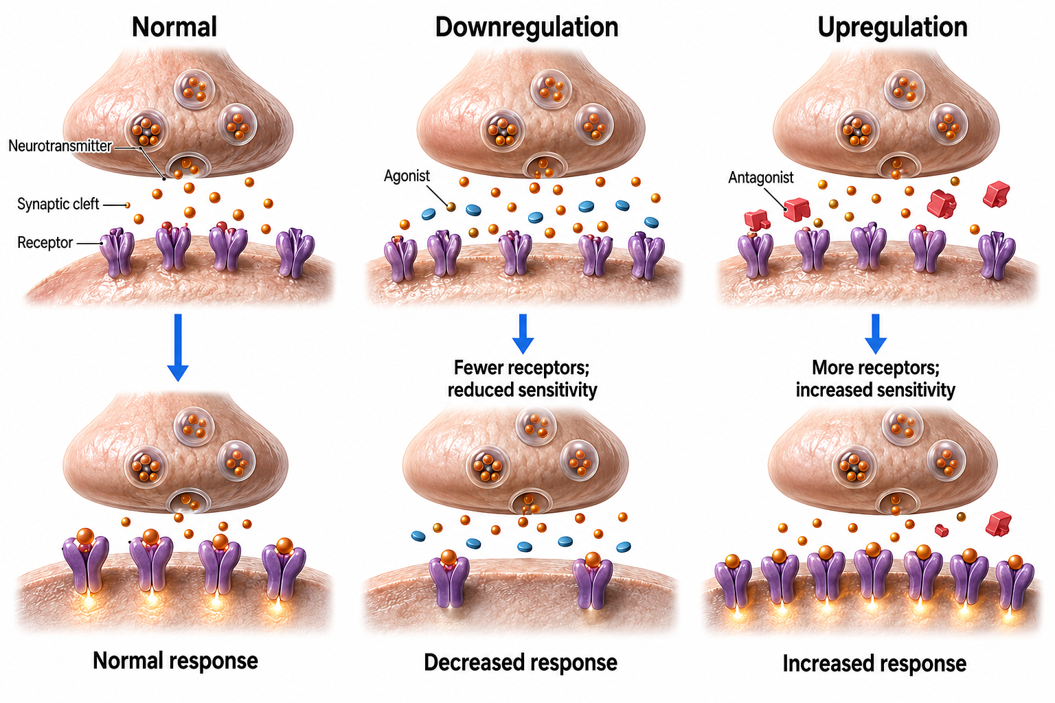 Downregulation diagram