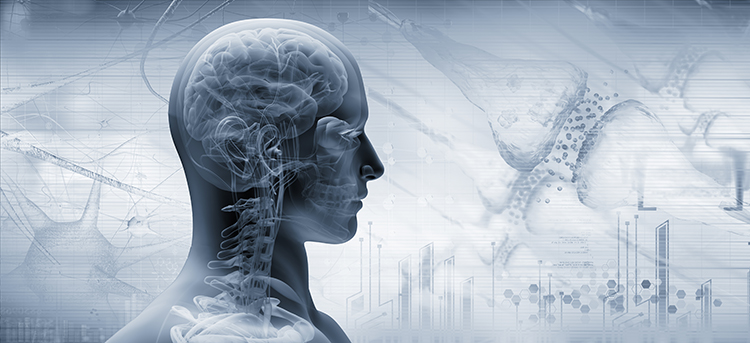 Brain neural network illustration