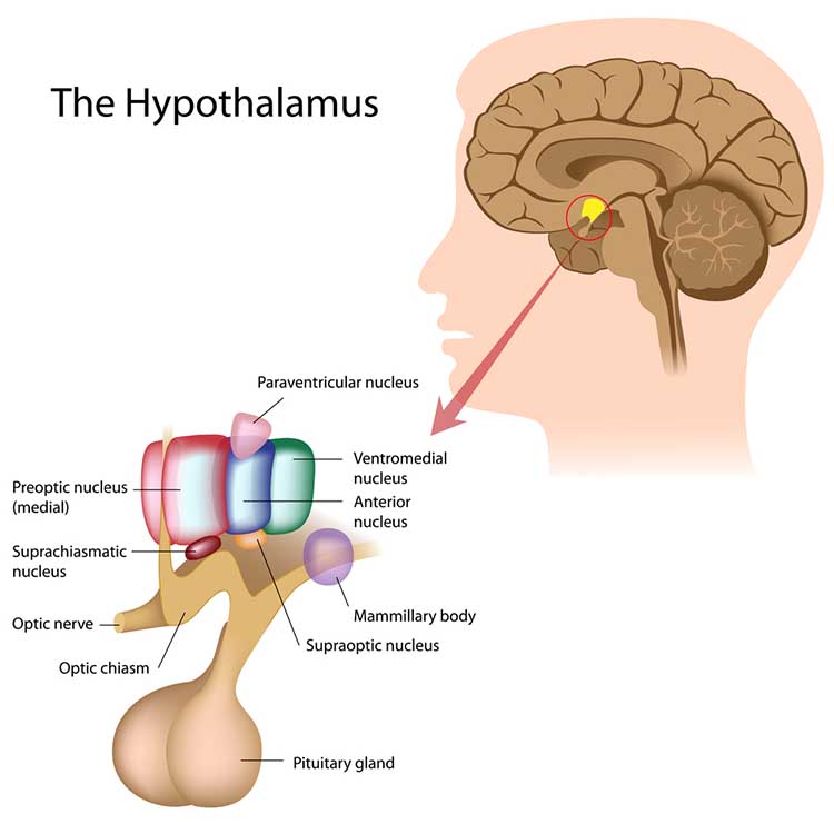 Hypothalamus
