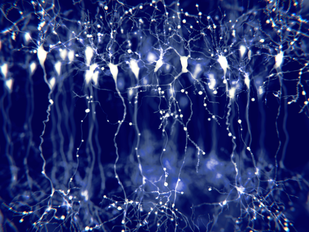Pyramidal neuron illustration