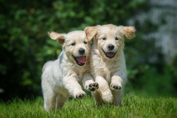 Playing with puppies