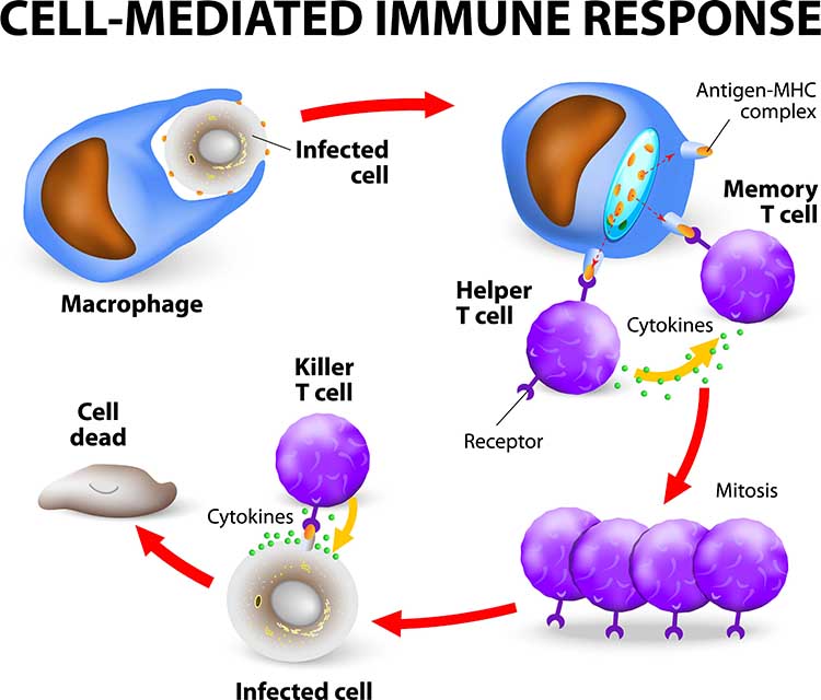 Immune cells
