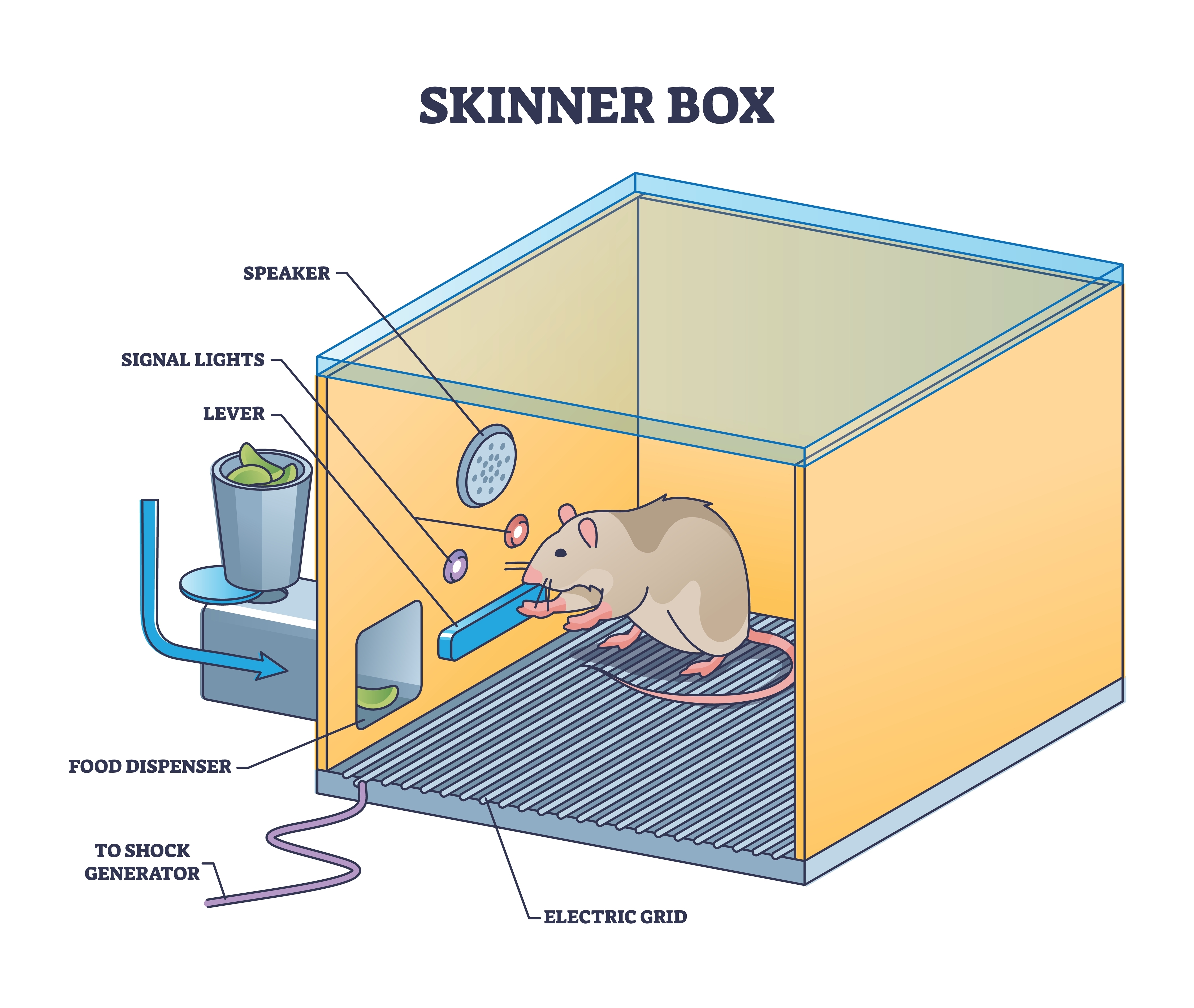 Skinner box diagram