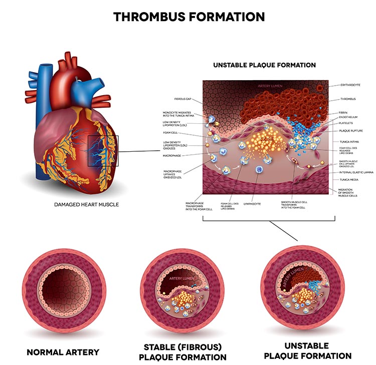 Illustration of the autonomic nervous system