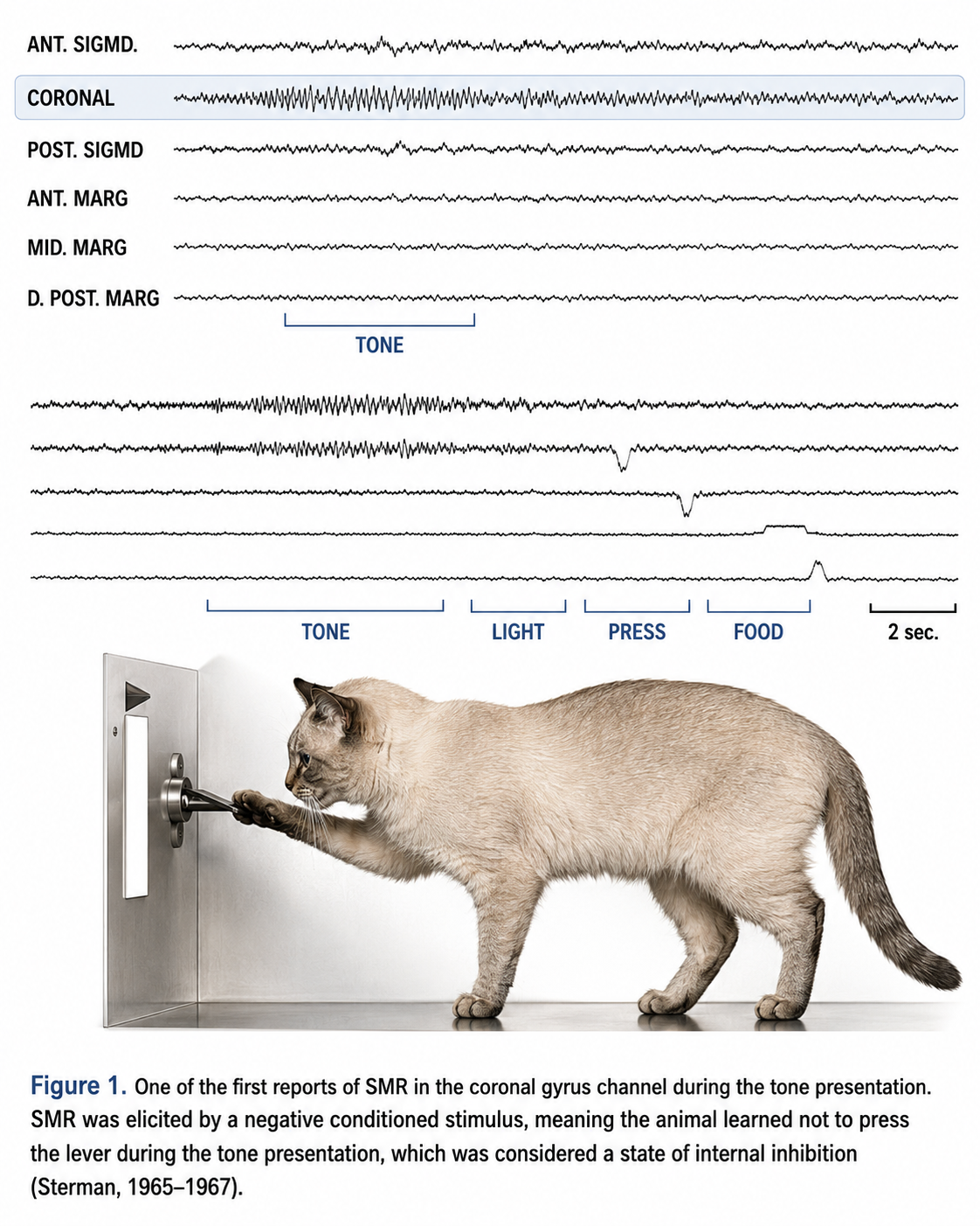Figure from Sterman's cat research: polygraph traces showing a burst of sensorimotor rhythm in the coronal gyrus channel during the tone that signaled the cat to withhold bar pressing, a second panel marking tone, light, press, and food events, and a photograph of a cat pressing a lever