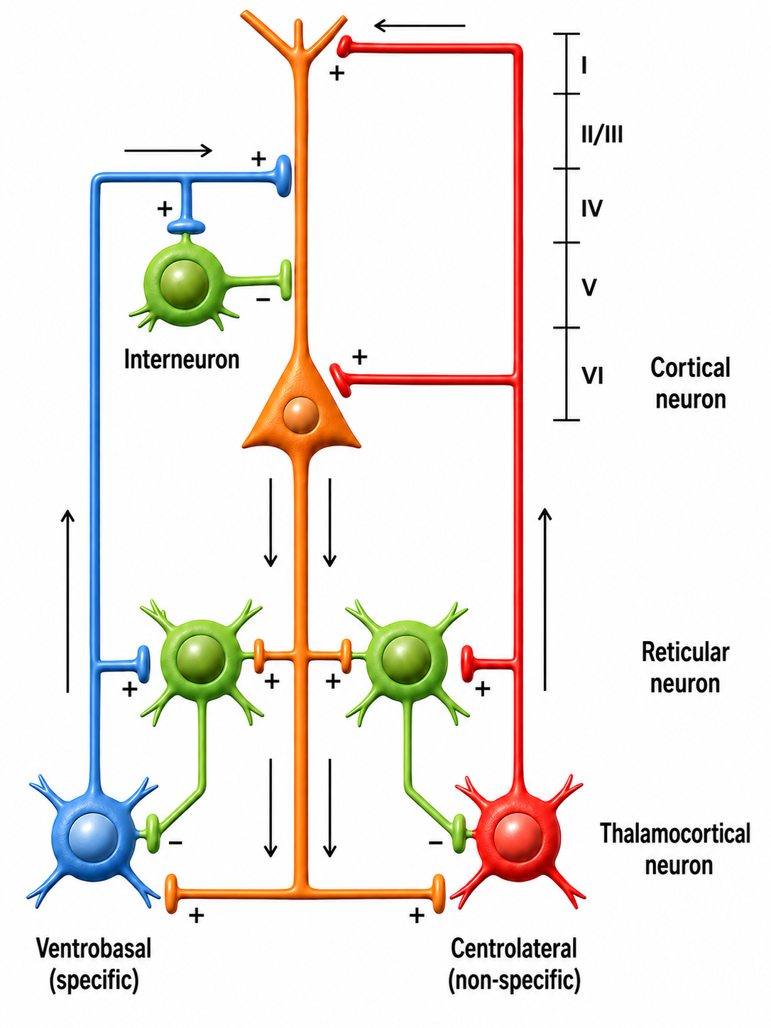Thalamocortical circuit diagram depicting both specific/sensory and nonspecific intralaminar thalamocortical systems