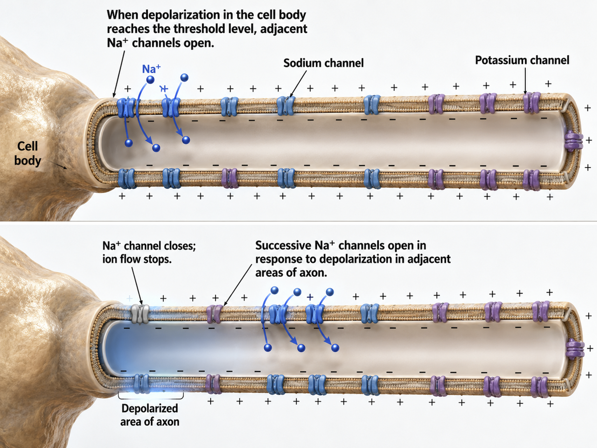 Diagram of continuous action potential conduction along an unmyelinated axon, with sodium channels regenerating the signal at every segment.