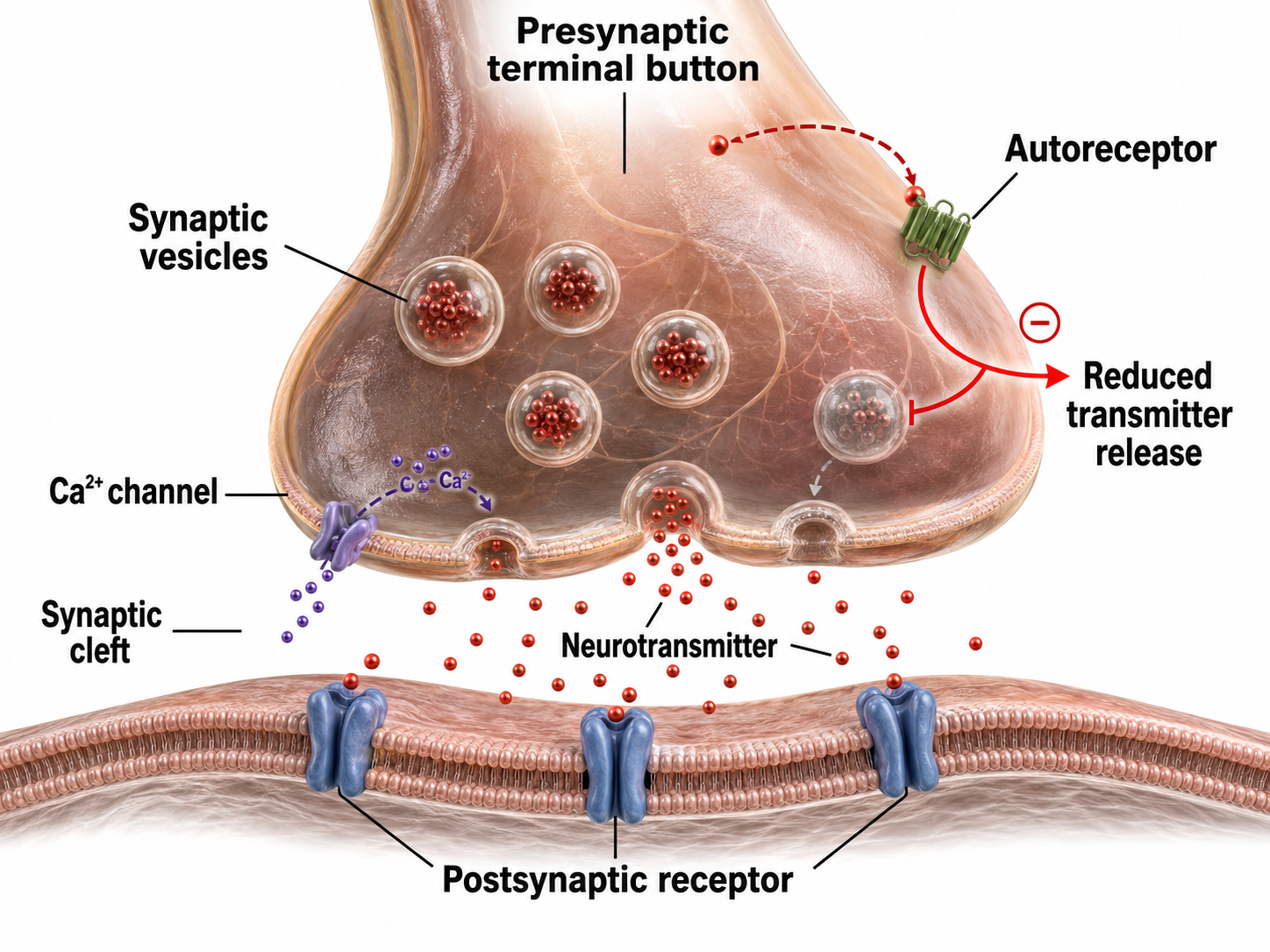 Presynaptic autoreceptor regulating neurotransmitter release