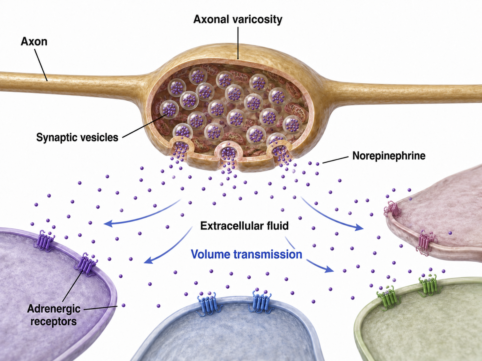 axonal varicosity