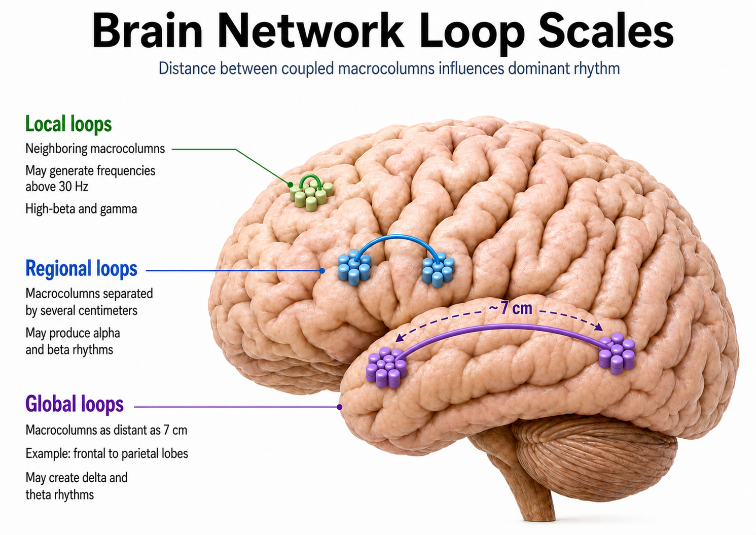brain network loop scales