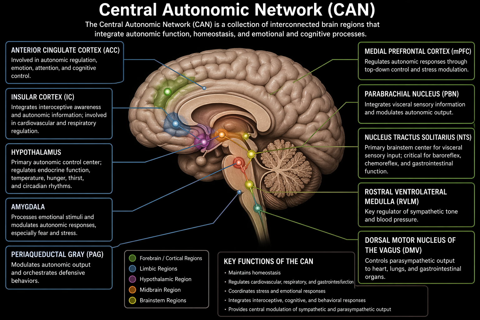 Diagram of the central autonomic network
