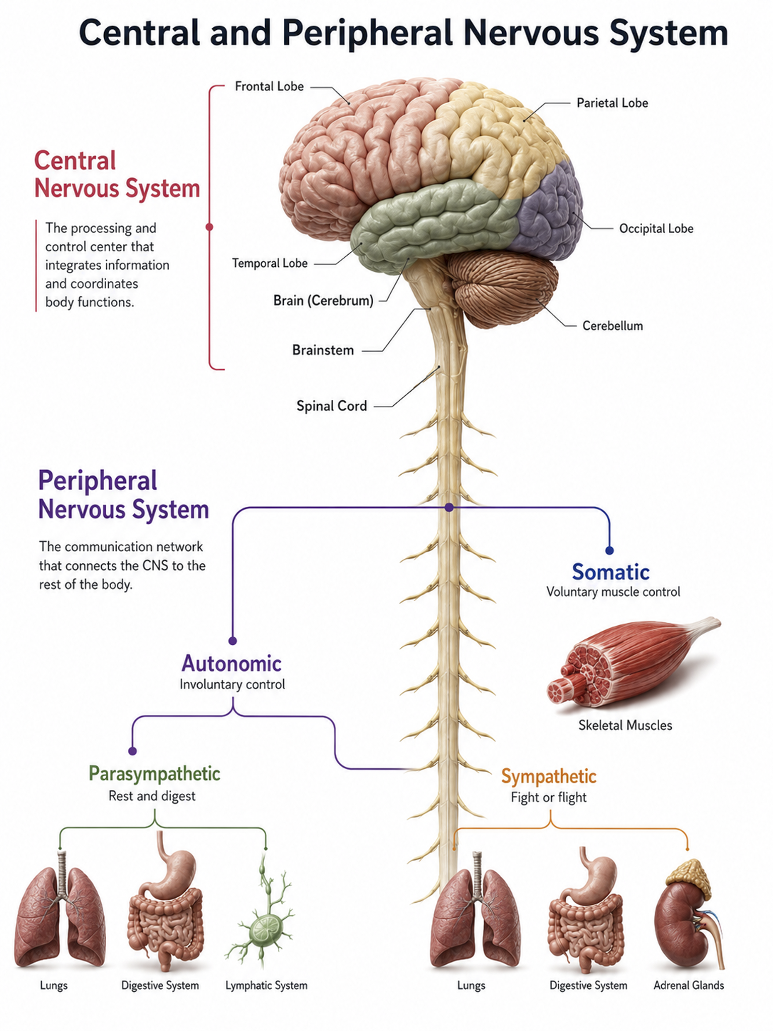 Peripheral nervous system graphic