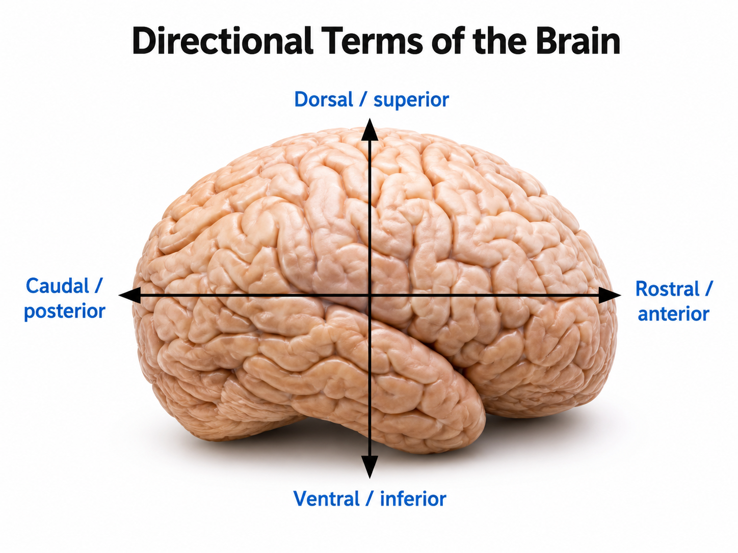 Directional terms for brain anatomy showing anterior, posterior, dorsal, and ventral orientations