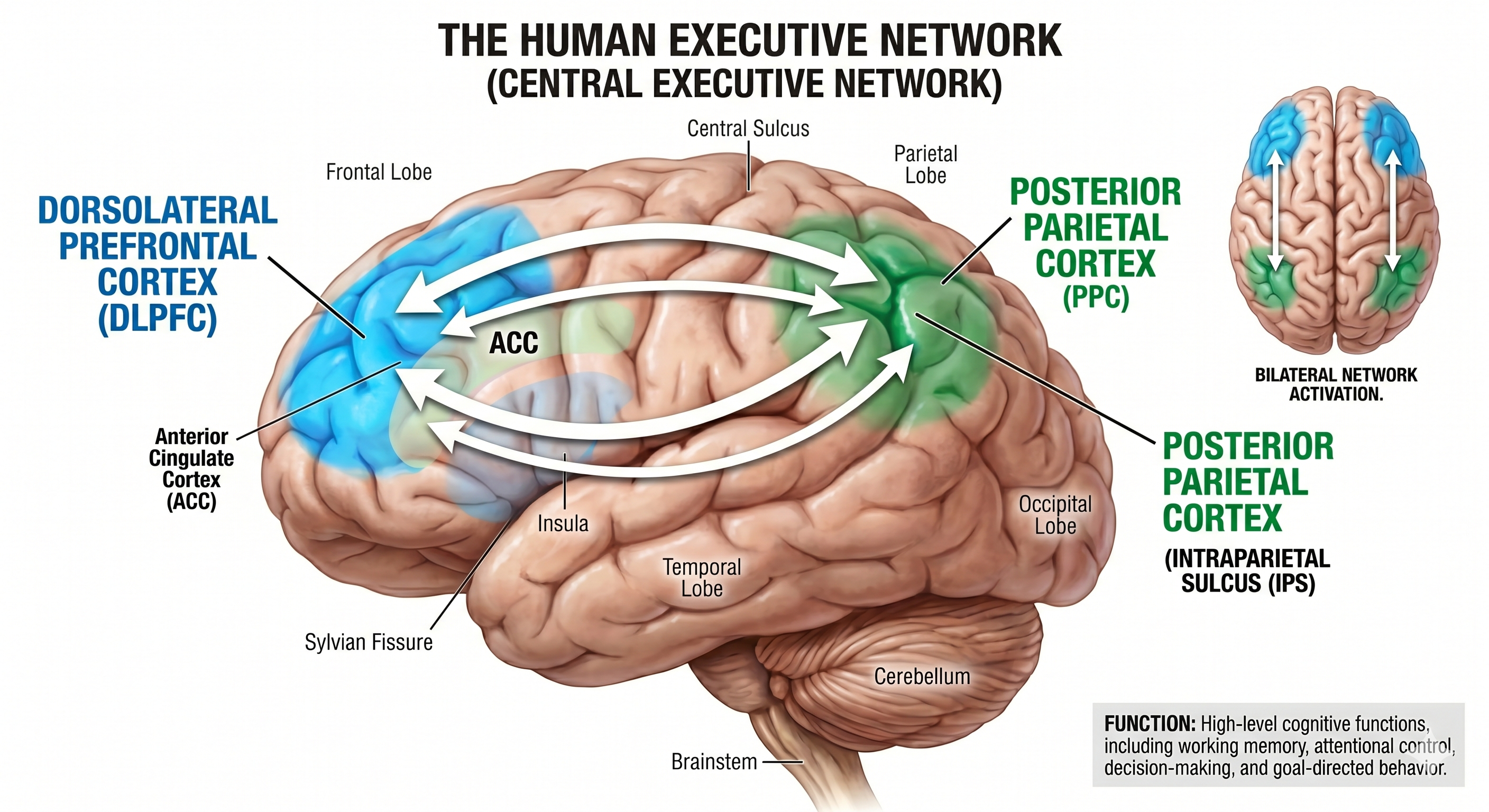 Diagram of the executive network and its connections