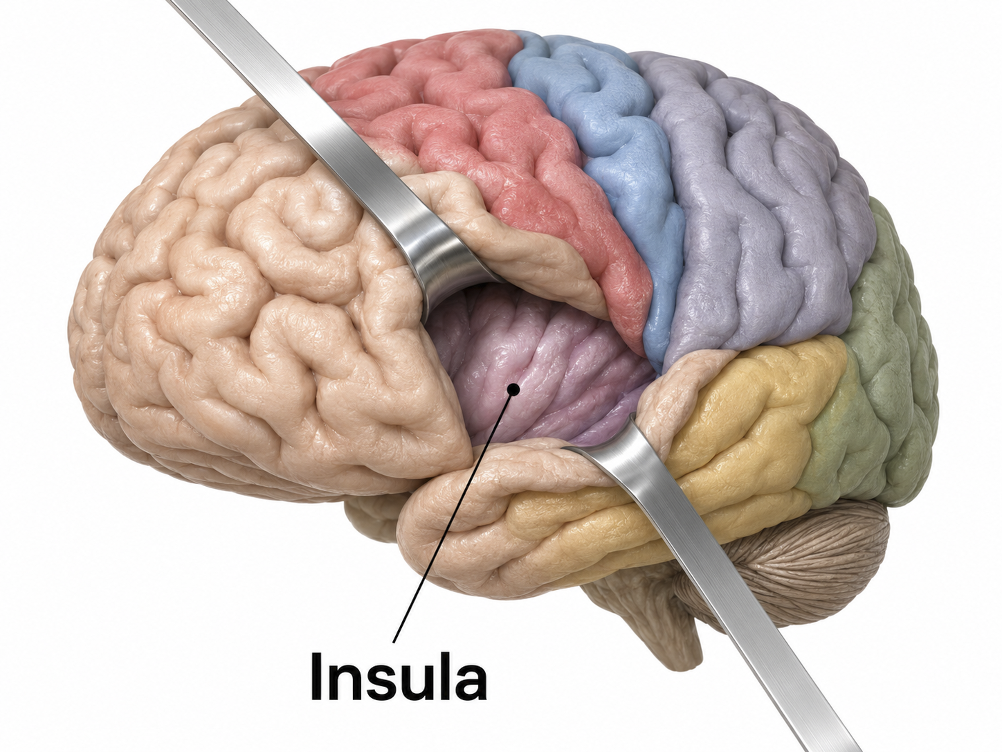 The insular cortex exposed beneath the opercula