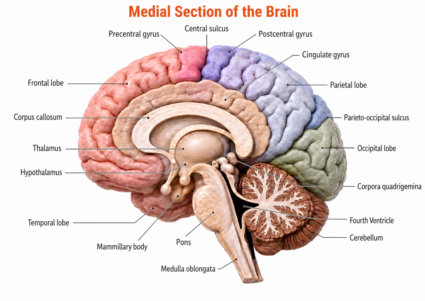 Medial brain section graphic